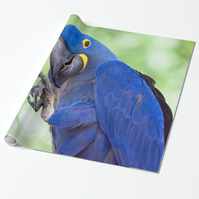 Hyacinth Macaw Bird Wrapping Paper (Unrolled)