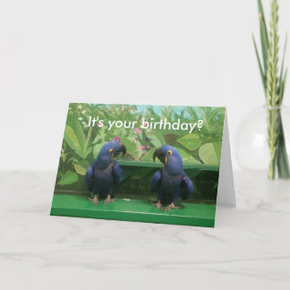 Hyacinth Macaw Birthday Card
