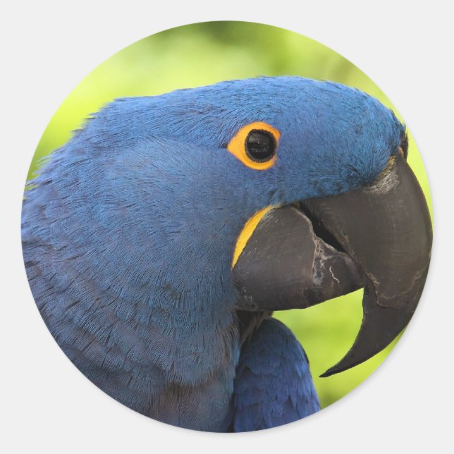 Hyacinth Macaw Classic Round Sticker (Front)