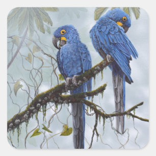 Hyacinth Macaw just for your special gifts Square Sticker