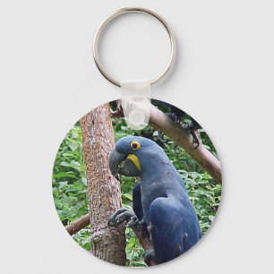 Hyacinth Macaw Key Ring