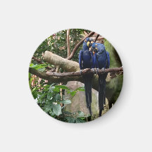 Hyacinth Macaw Magnet