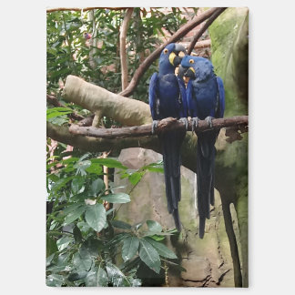 Hyacinth Macaw Magnet