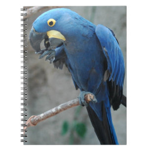 Hyacinth Macaw Notebook