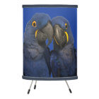 Hyacinth Macaw Parrot Bird Rare Blue