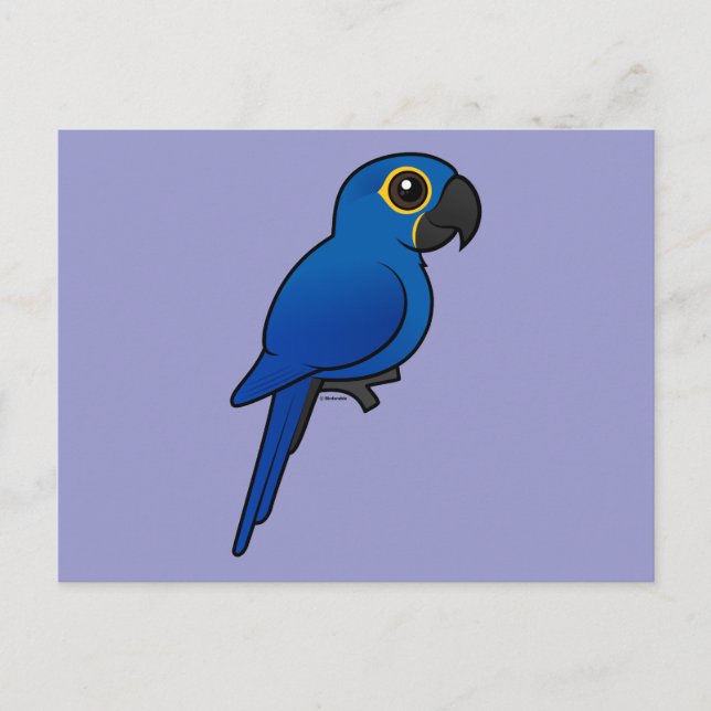 Hyacinth Macaw Postcard (Front)