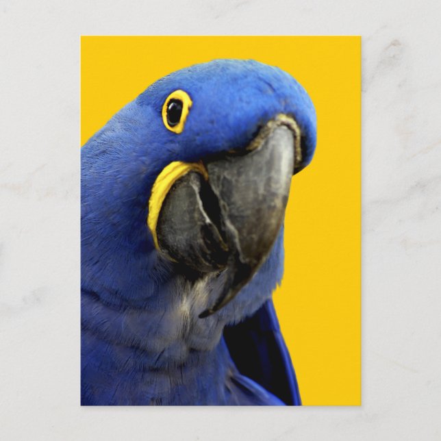 Hyacinth Macaw Postcard (Front)