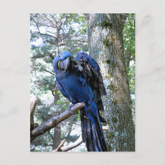 Hyacinth Macaw Postcard (Front)