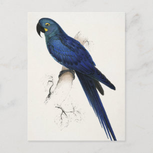 Hyacinth Macaw Postcard
