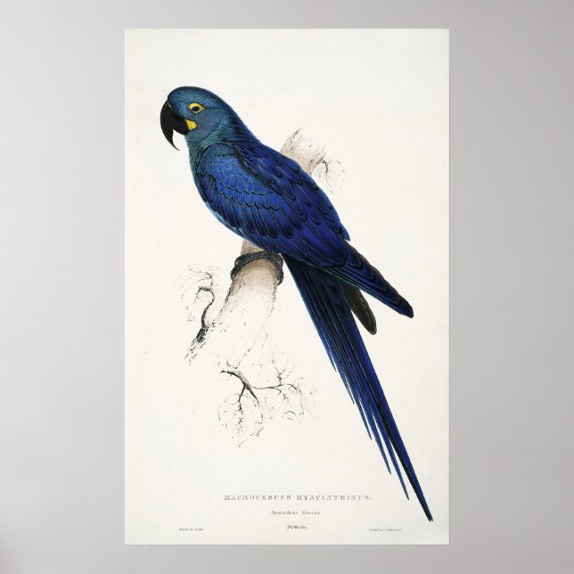 Hyacinth Macaw Poster (Front)