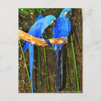 Hyacinth Macaws photo by JLH Postcard