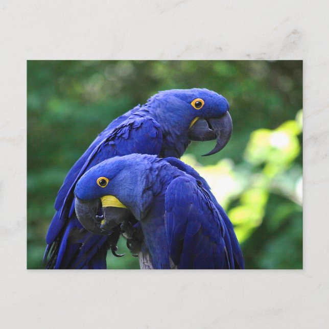 Hyacinth Macaws Postcard (Front)