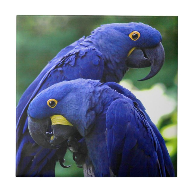 Hyacinth Macaws Tile (Front)