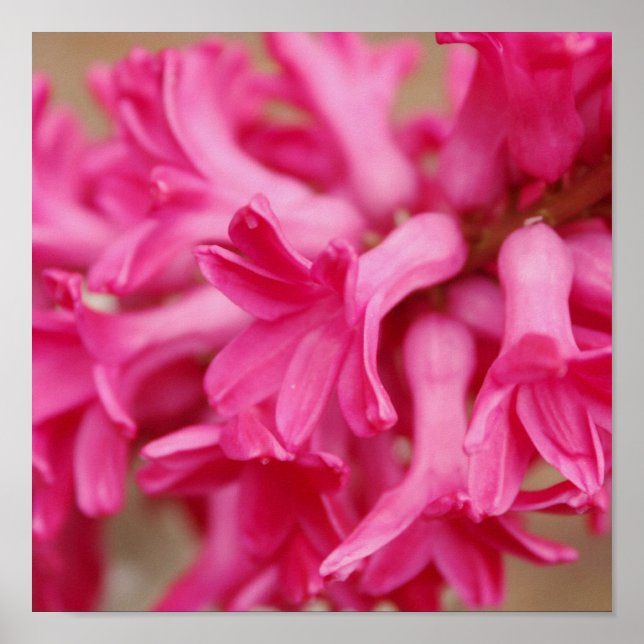 Hyacinth Pink Canvas Poster (Front)