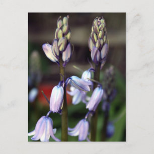 hyacinth two postcard