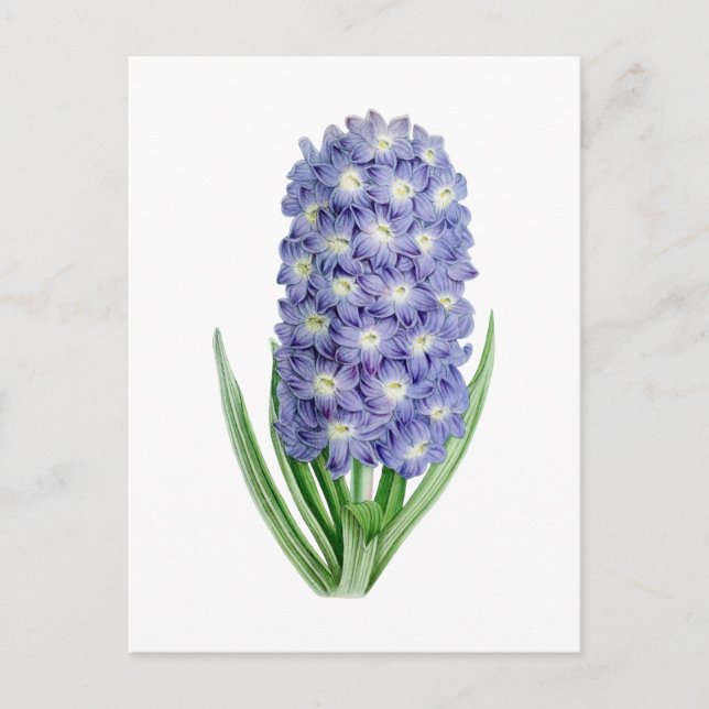 Hyacinth Vintage Botanical Postcard (Front)