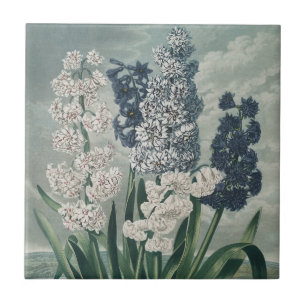 Hyacinths (1807) – Exquisite Vintage Botanical Ceramic Tile