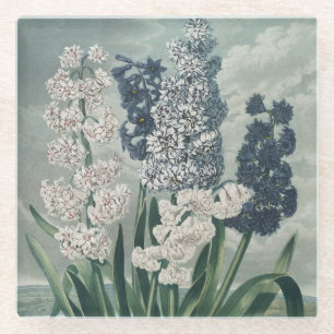 Hyacinths (1807) – Exquisite Vintage Botanical Glass Coaster