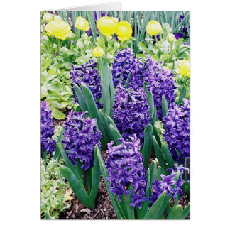 Hyacinths and African Tulips