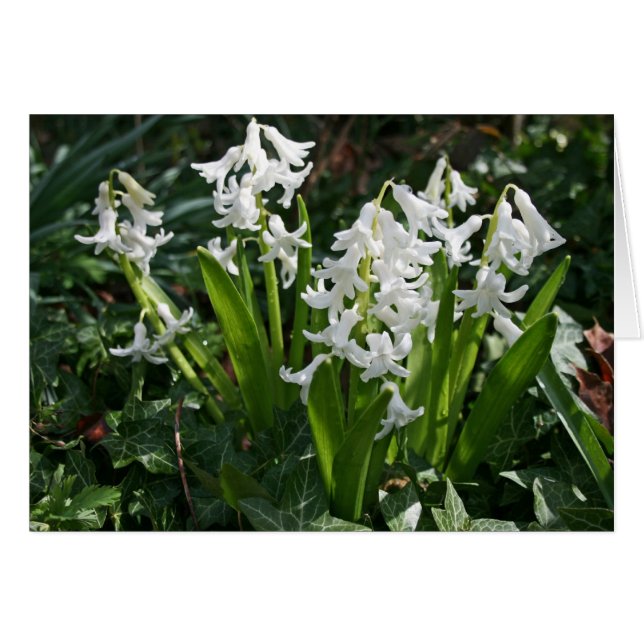 Hyacinths Blank Card (Front Horizontal)