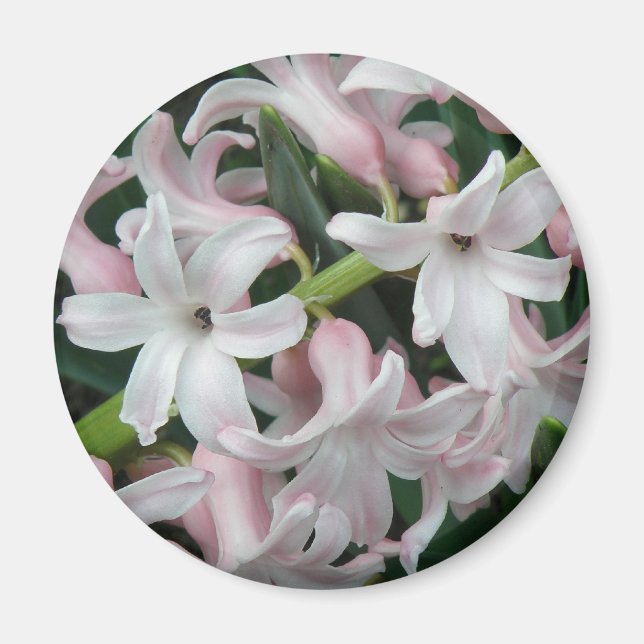 Hyacinths Magnet (Front)