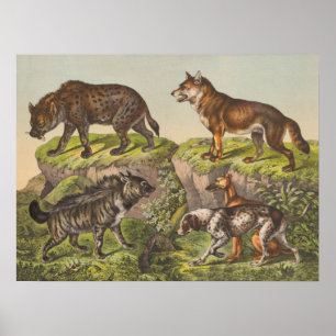 Hyaena (Hyena), Wolf and Dogs Poster