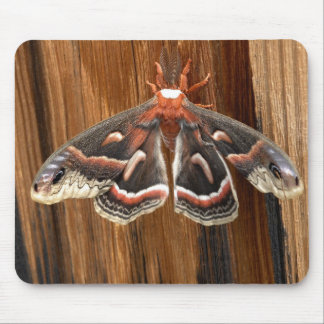 Hyalophora cecropia moth mouse pad