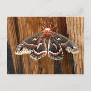 Hyalophora cecropia moth postcard