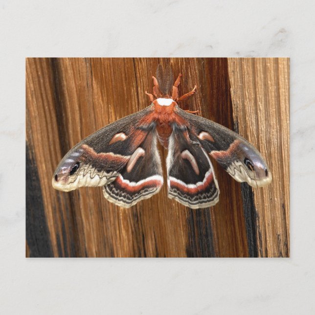 Hyalophora cecropia moth postcard (Front)