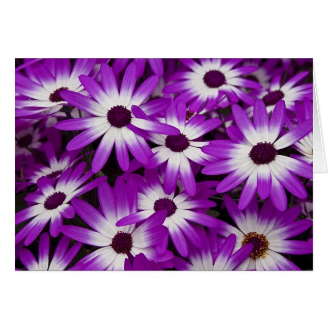Hybrid Cineraria Card (Front Horizontal)