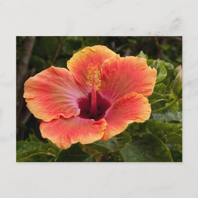 Hybrid Hibiscus Postcard (Front)