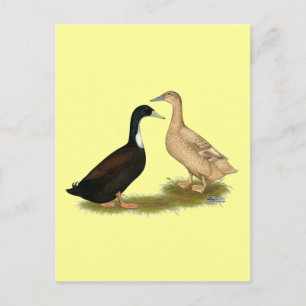 Hybrid Laying Duck Postcard