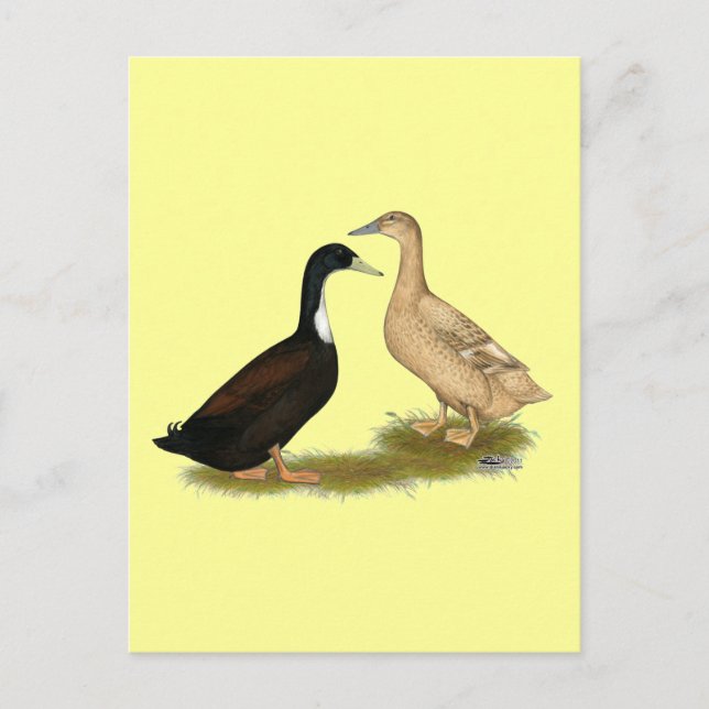 Hybrid Laying Duck Postcard (Front)