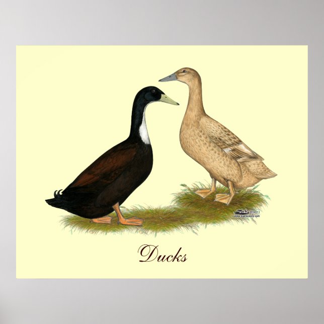 Hybrid Laying Duck Poster (Front)