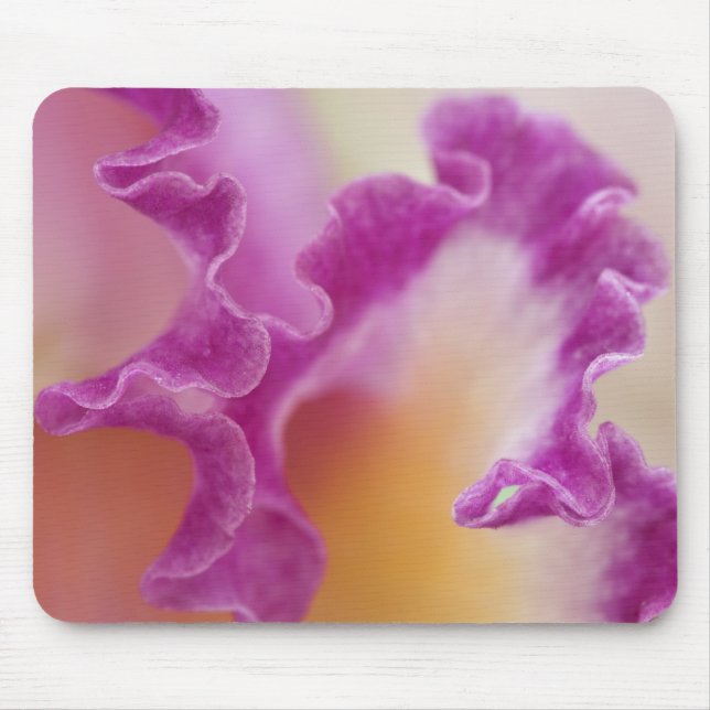 Hybrid orchid close-up, Delray Beach, Florida Mouse Pad (Front)