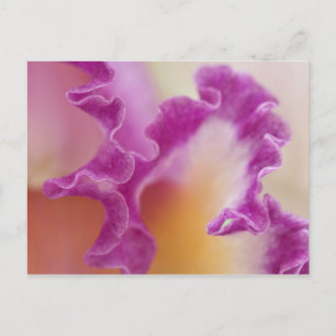 Hybrid orchid close-up, Delray Beach, Florida Postcard