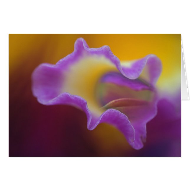 Hybrid orchid, Florida (Front Horizontal)