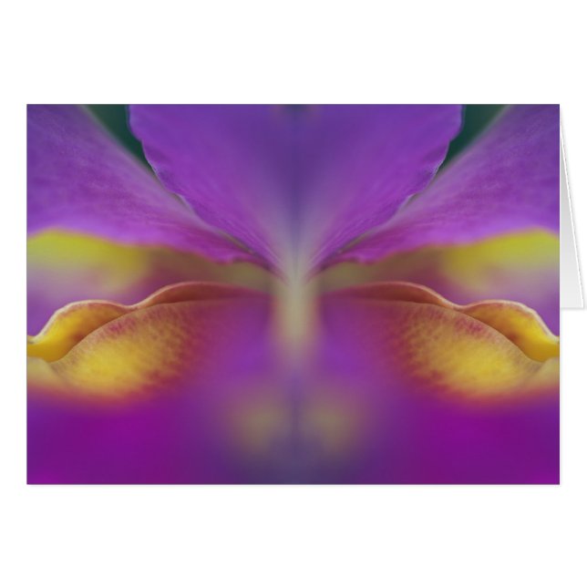 Hybrid orchid, Florida 2 (Front Horizontal)