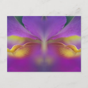 Hybrid orchid, Florida 2 Postcard