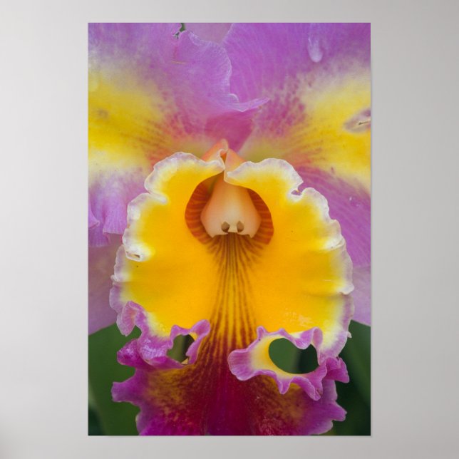 Hybrid orchid, Florida Poster (Front)