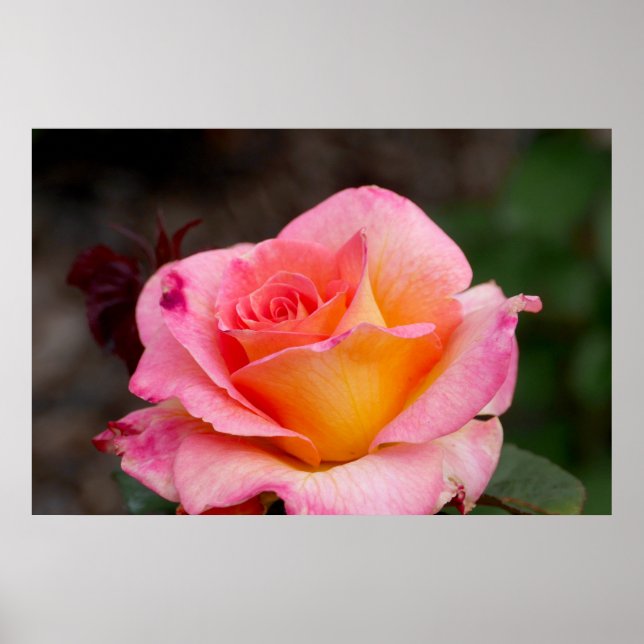 Hybrid Rose Poster (Front)