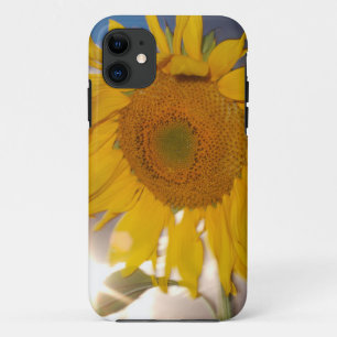Hybrid sunflower blowing in the wind at dusk iPhone 11 case