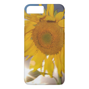 Hybrid sunflower blowing in the wind at dusk iPhone 8 plus/7 plus case