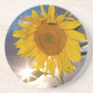 Hybrid sunflower blowing in the wind at dusk coaster