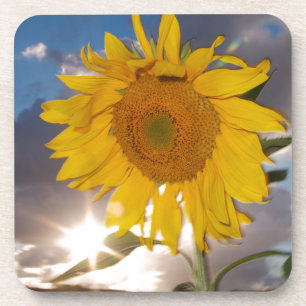 Hybrid sunflower blowing in the wind at dusk coaster