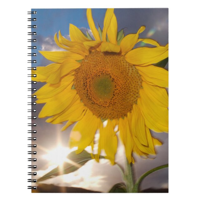 Hybrid sunflower blowing in the wind at dusk notebook (Front)