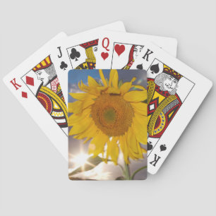 Hybrid sunflower blowing in the wind at dusk playing cards
