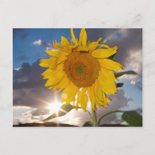 Hybrid sunflower blowing in the wind at dusk postcard