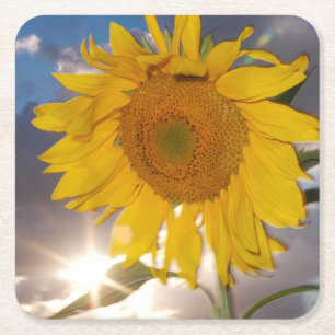 Hybrid sunflower blowing in the wind at dusk square paper coaster