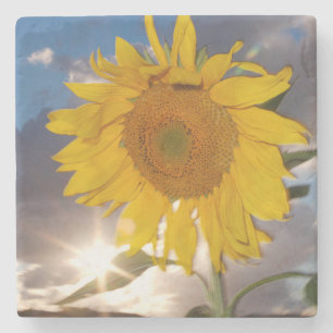Hybrid sunflower blowing in the wind at dusk stone coaster
